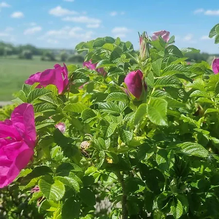 Groot Met Verzicht En Zonsondergang Aan Voet De Ardennen Hébergement de vacances
