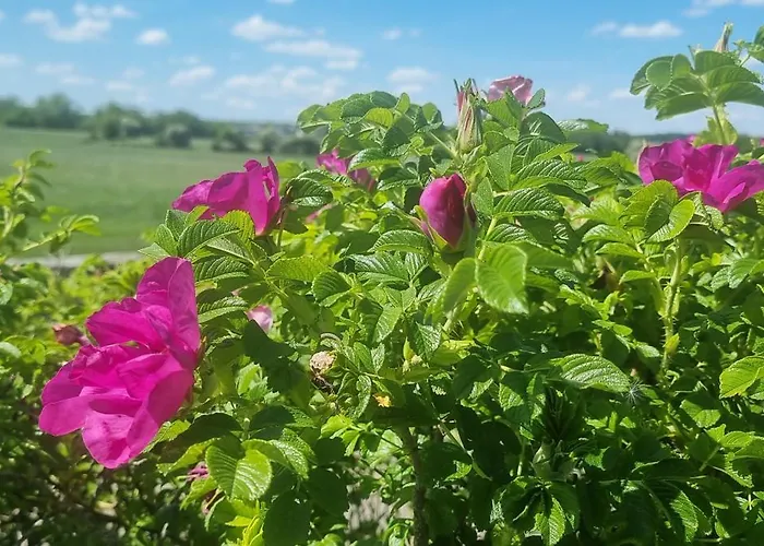 Groot Met Verzicht En Zonsondergang Aan Voet De Ardennen Дом отдыха